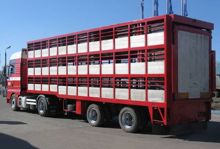Транспортировка барашки(2), теленок(1н) дешево из Гуселка в Махачкалу